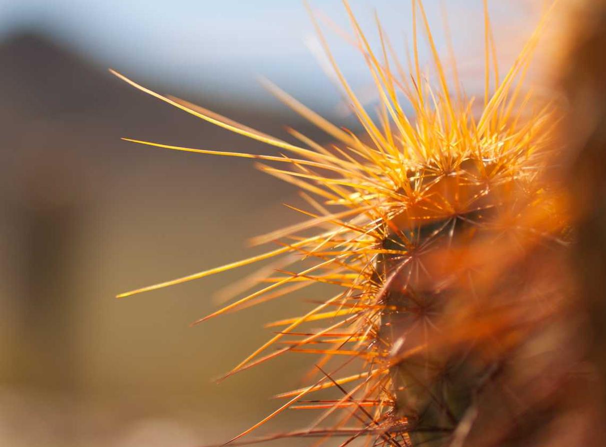 日税金鼎和平：贝乐虎平台开户