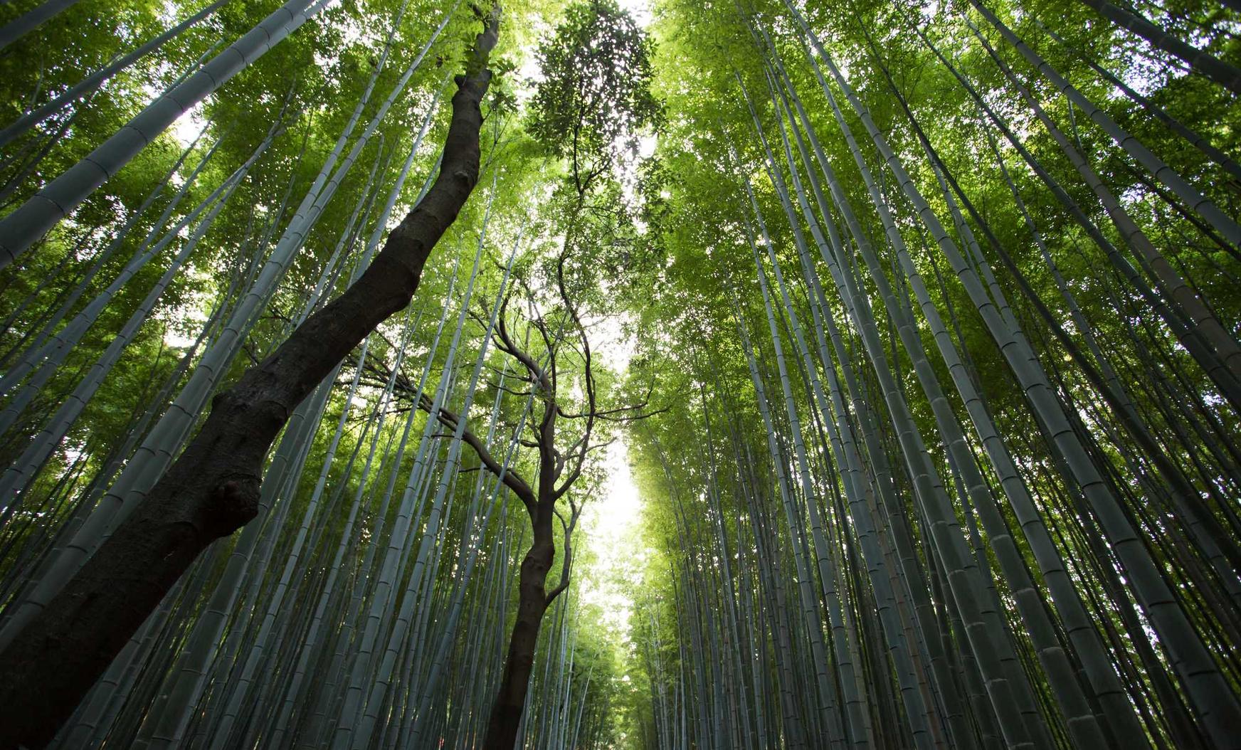 免费DDOS攻击平台|北京注册执照代理