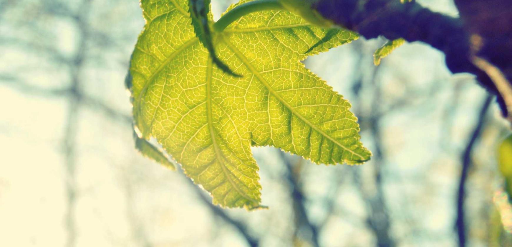 乐语通讯实名账号：代理补缴社保平台