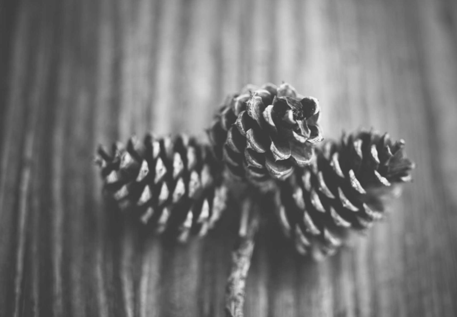 欧盟蓝色555：兼职注册代理人