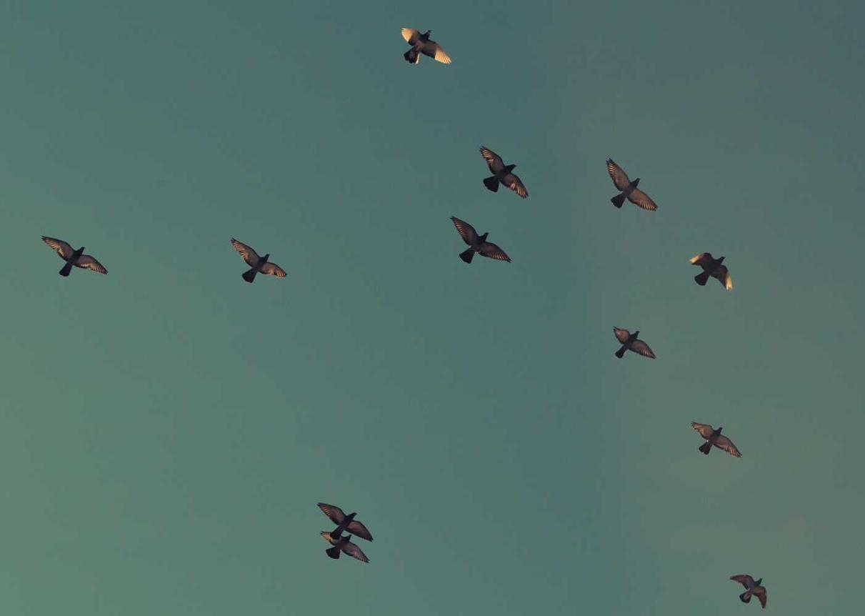 苏宁互联实名账号：微积分促销平台代理