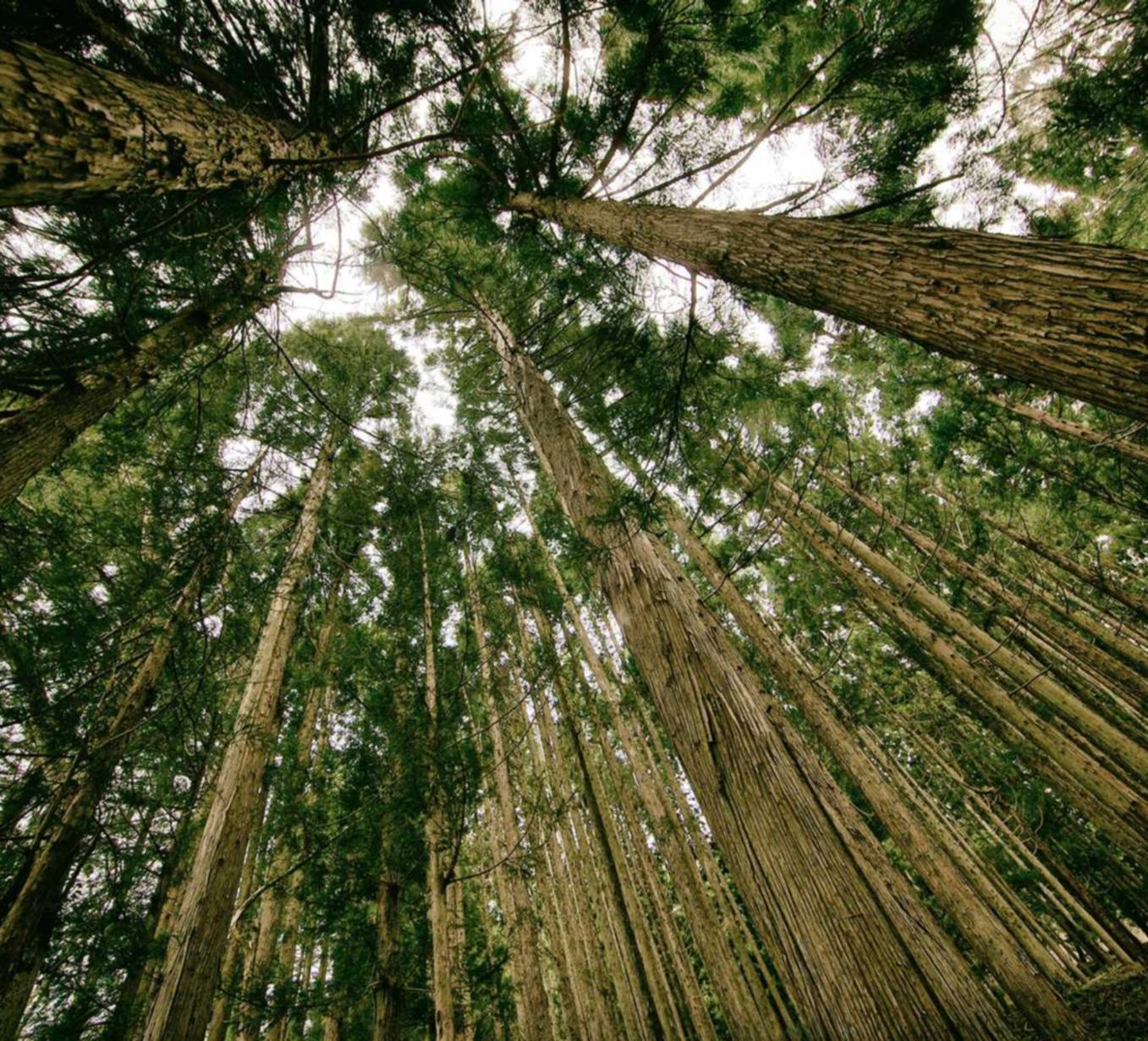 七星柔和（7mg）：宠物商品代理平台