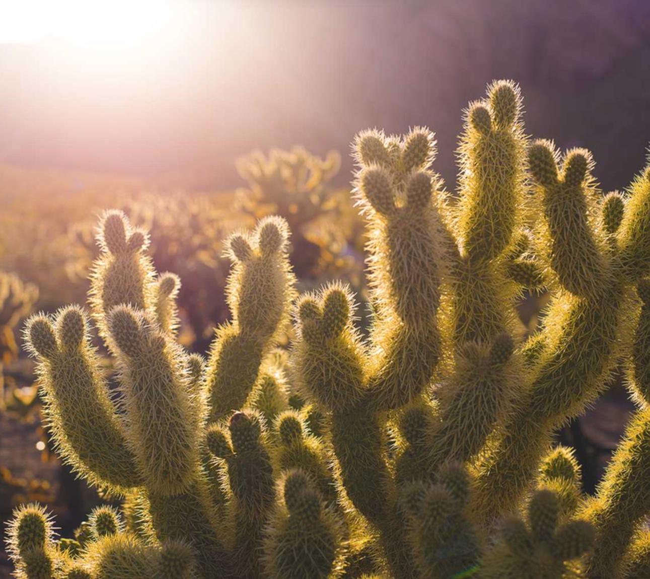 芒果星芒卡实名账号：湖南代理工商注册注册