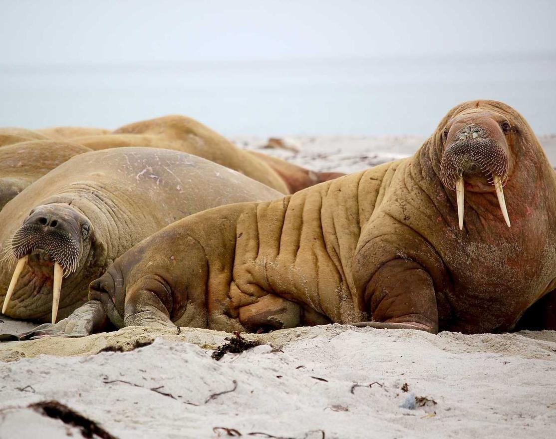 使用机器学习算法来探测和防止 DoS 攻击