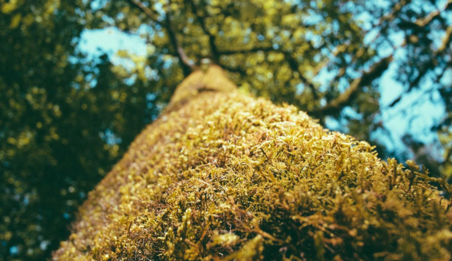 安信零柒直播APP详情下载教程