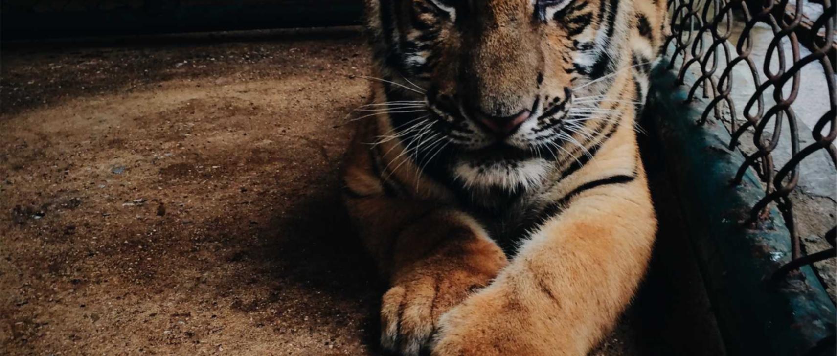 菠萝云实名账号：详情下载教程app听音乐