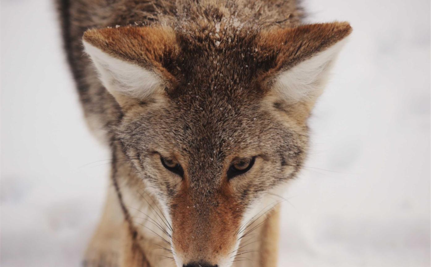 LOL手游国际服：鹿城区注册代理记账电话