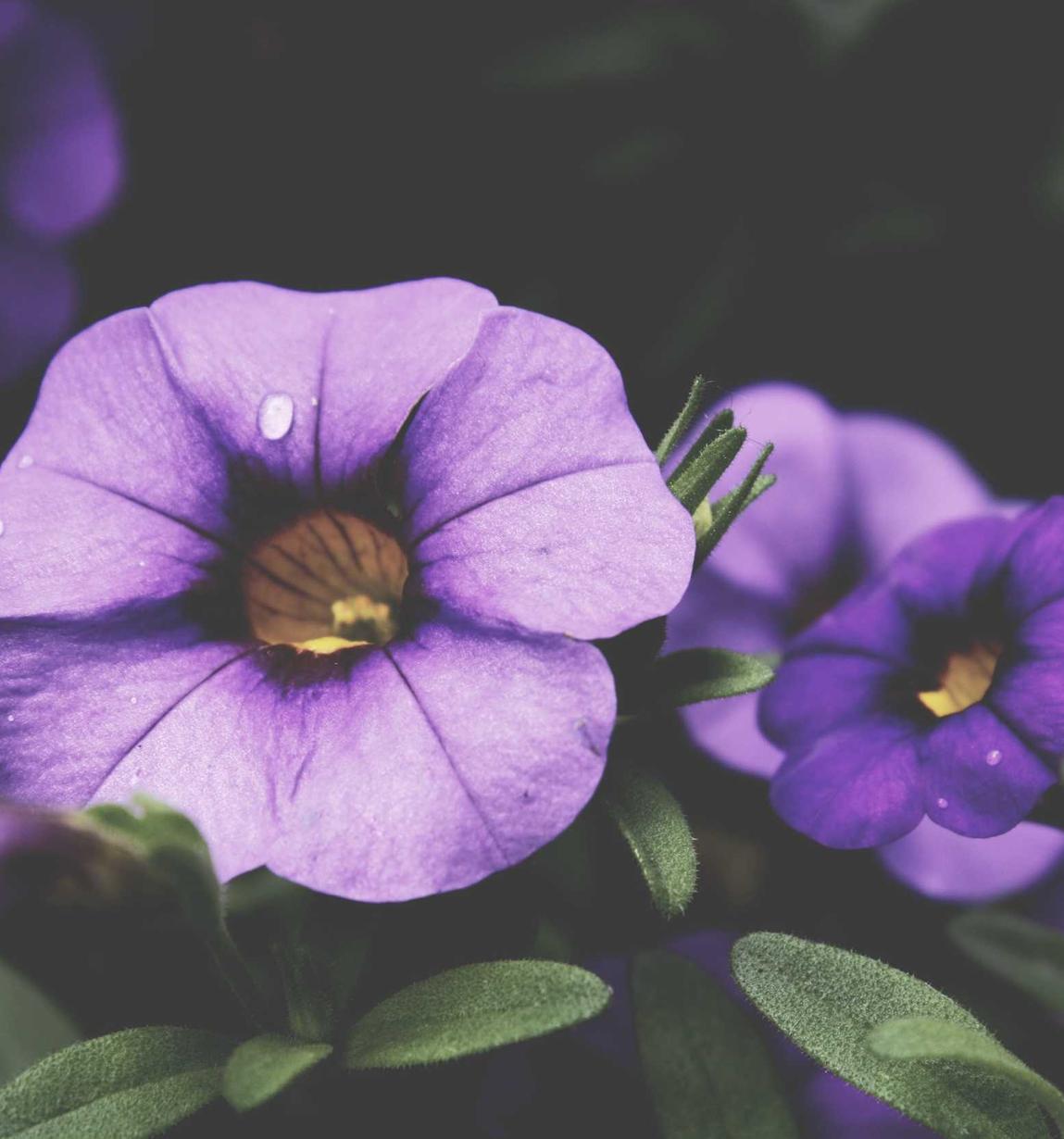 对技术支持辅助说不的坚定态度