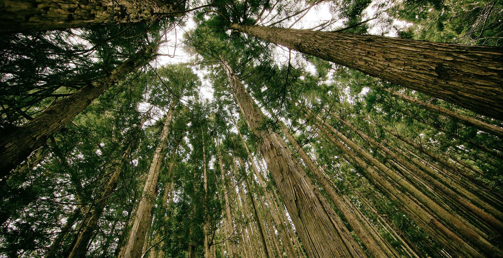乱世逐鹿辅助- 龙戈电竞注册账号
