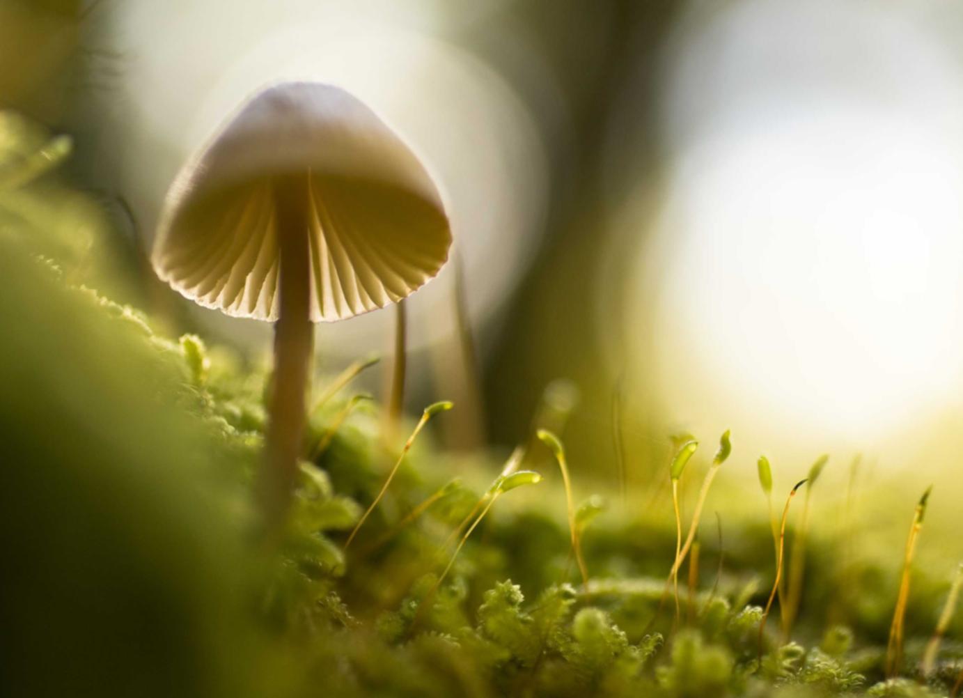 如何使用技术优化来增强SEO策略?